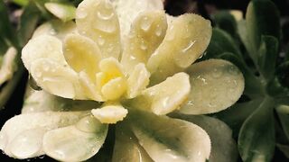 Wet white succulent, close up