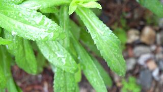 Thin green tree leaves in the forest