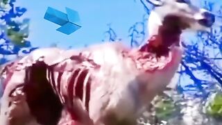 اللہ جیسے چائے موت دے اور جیسے چائے زندہ رکھے