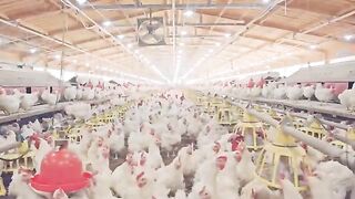 How Americans Produce 97,3 Billion Eggs Every Year - Chicken Farming Documentary