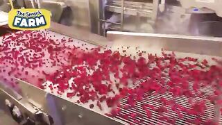 How MILLIONS of Raspberries Are Harvested Amazing Raspberries Factory!