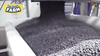 Blueberries MEGA FACTORY Processing Thousands of Blueberries with AI