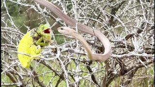 Chameleon Bites Venomous Snake While Being Attacked