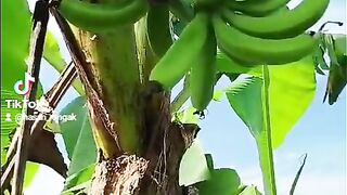 This is a BANANA ????