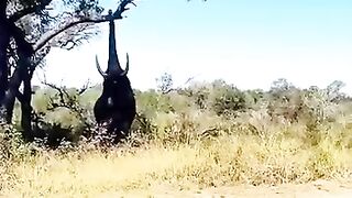 Les éléphants