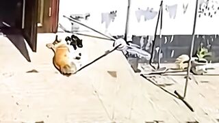 حرکت تے کتے کی