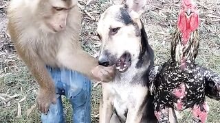 Dog love and manky friends #shorts #short #shortvideo #comedy #trending #reelhttps://www.alwarmovies