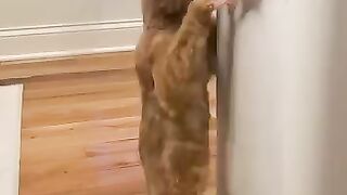 I shouldn't said yes to pet sitting funny episode
