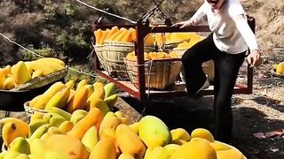 Fruit 20