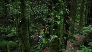 Entre los árboles que se elevan, el fluir del río y el canto de los pájaros