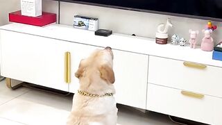 The Dog Reaction 1
