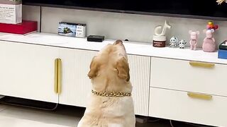 The Dog Reaction 2
