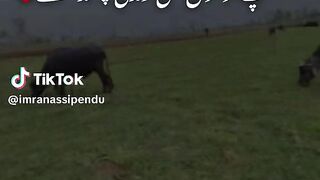 Village life and Buffalou