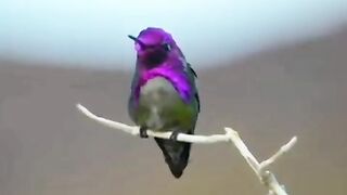 How Hummingbirds Build Nests