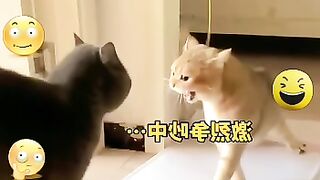Best Fails FUNNY ???? HUMOR ???? #emoji #sad #funny #motivation #funnyvideos #funny #comedyvideos #love #happy #trend #tiktok #trending #fails # 5