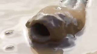 Setelah Ikan Bangkit dari Hibernasi