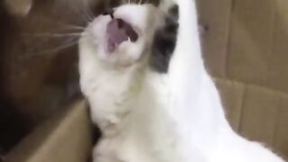Cosas de Gatitos.