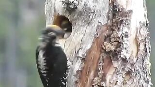Three-toed Woodpecker