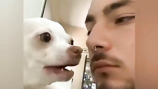 ????the most angry nikki chihuahua compilation। chihuahua dog #1। Fanny chihuahua TV