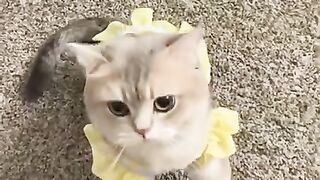 جمال وروعة القطط ????  كيوووت