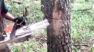 Wood cutter 2