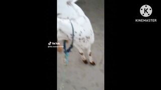 A Beutiful video scencw