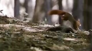 Sarang Tupai Didatangi Ular