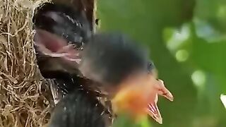 Sarang Burung