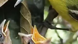 Sarang Burung Sirtu