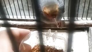Burung Prenjak Klawu Jinak