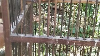 Burung Prenjak Klawu Gacor