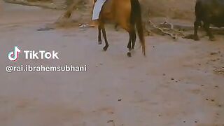 A Hors Rider