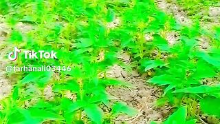 Malik 8