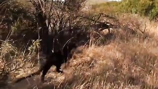 Macan Kumbang - Animal Cam