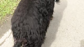“A Dog’s Journey Through Nature” 	2.	“Nature Walks: Explo
