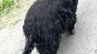 **"A Dog's Nature Ballad"**