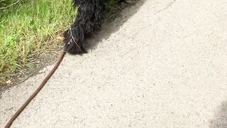 **"A Dog’s Nature Walk"**