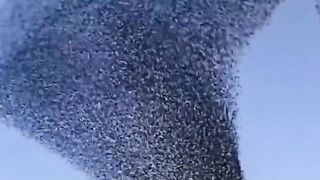 video 690