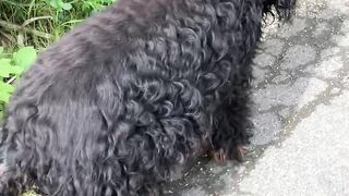 **"A Dog's Nature Adventure"**