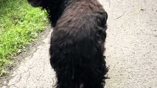 **"A Dog's Peaceful Stroll in Nature"**