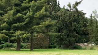 **"Exploring Nature with My Dog"**