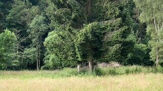 **"Nature's Harmony: A Dog's Tale"**
