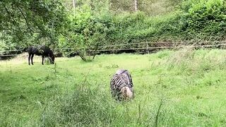 **"Trails with Tails: A Dog's Nature Journey"**