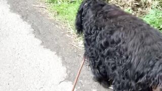 **"Paws in Paradise: A Canine Adventure in Nature"**