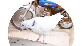 ماشاءاللہ بہت خوبصورت کبوتر