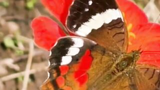 Beautiful nature 174