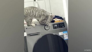 Drôles de chats 2024