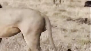 Buffalo_fight_back_lion_part_1_#Shorts_#Animals(480p).