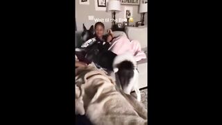 Nouvelle vidéo drôle d’animaux 2024