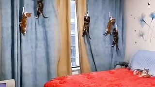 FUNNY CATS MOMENT ???????????? || funny clips 2024